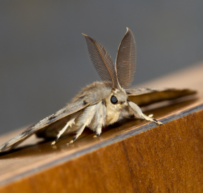 Spongy Moth on a wood block