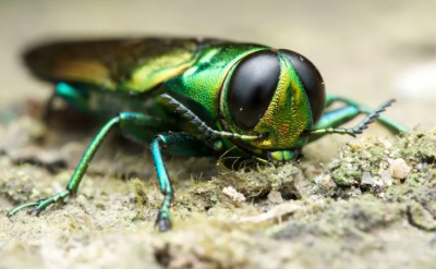 Up close image of Emerald Ash Borer insect