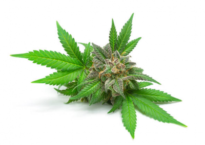 Cannabis Flower
